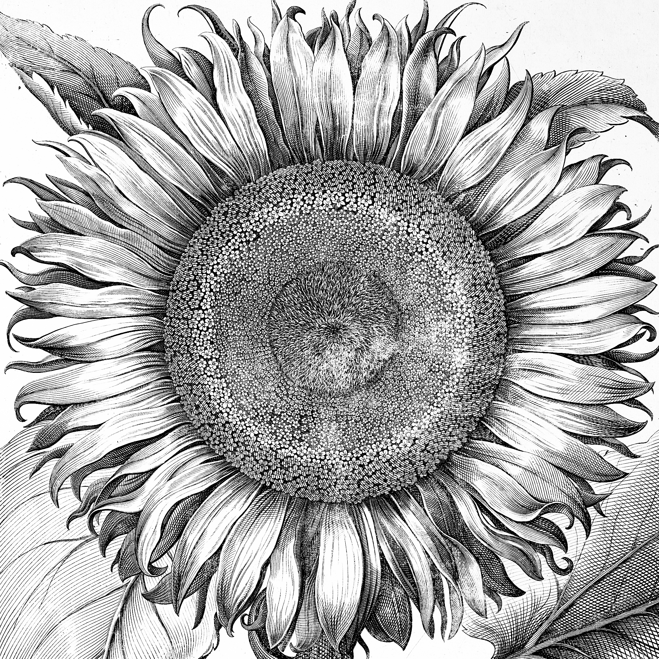 Catalog - sunflower B&W